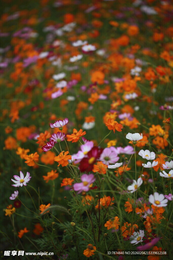 多彩野花绽放于绿野间