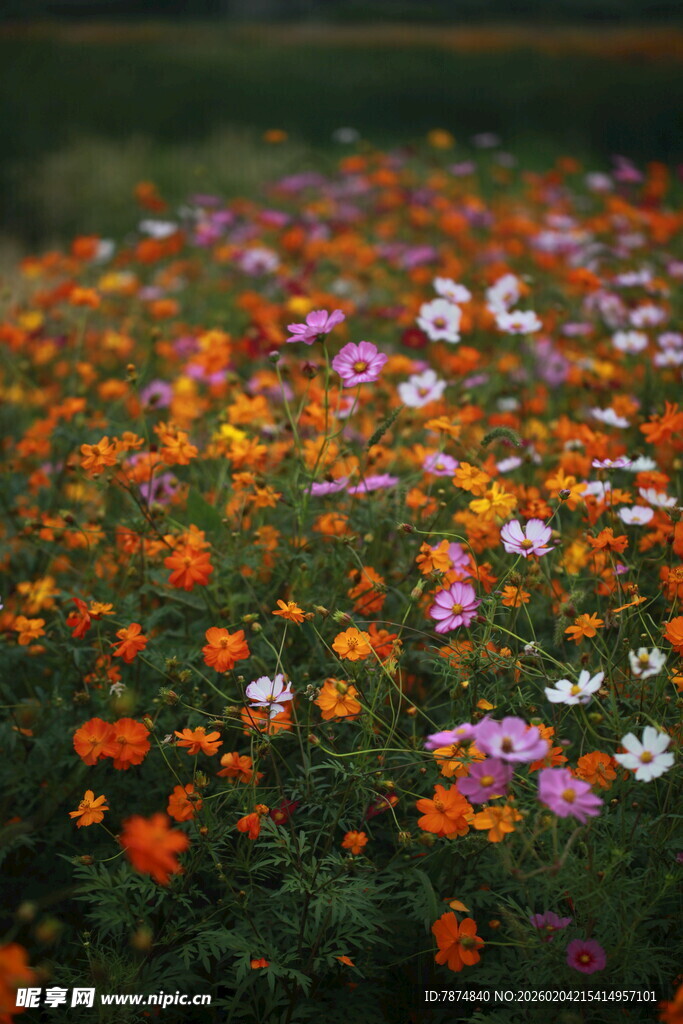 多彩格桑花绽放的花田