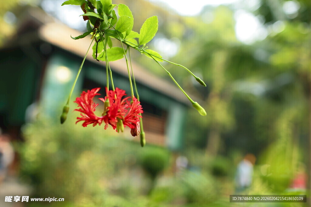 娇艳红花垂于绿叶间