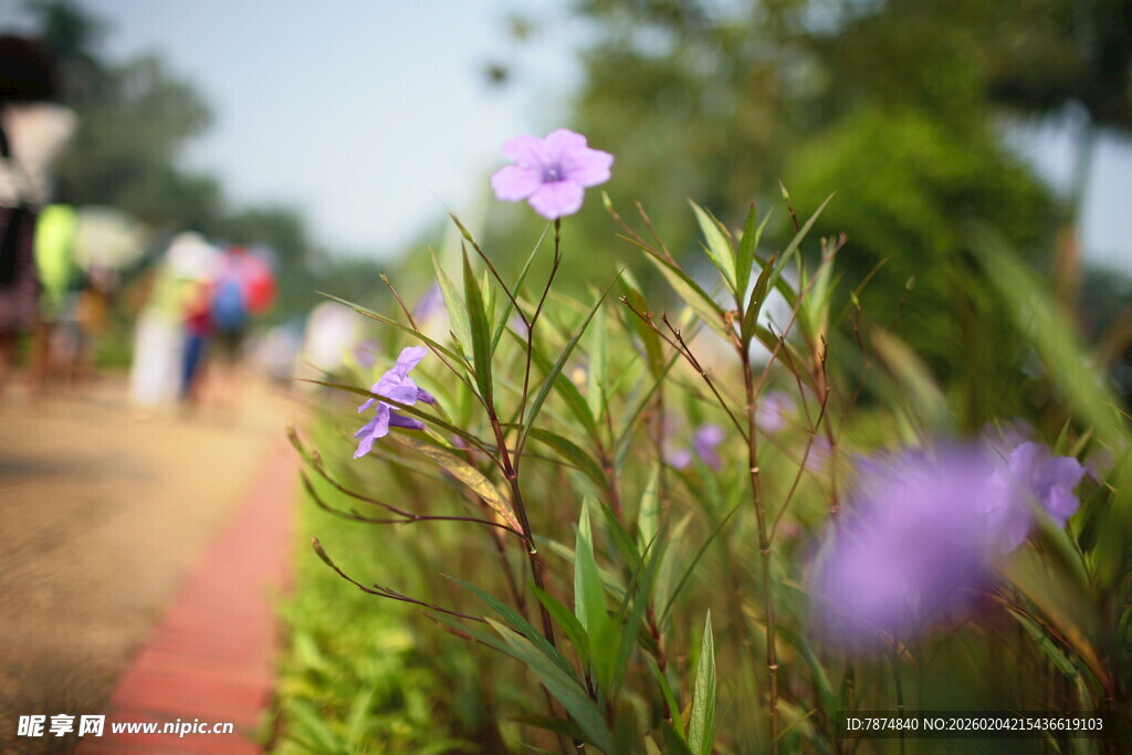 小径边绽放的紫色小花