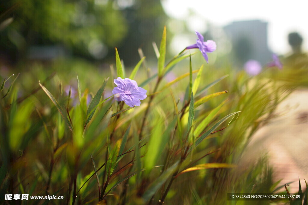 草丛中的紫色小花