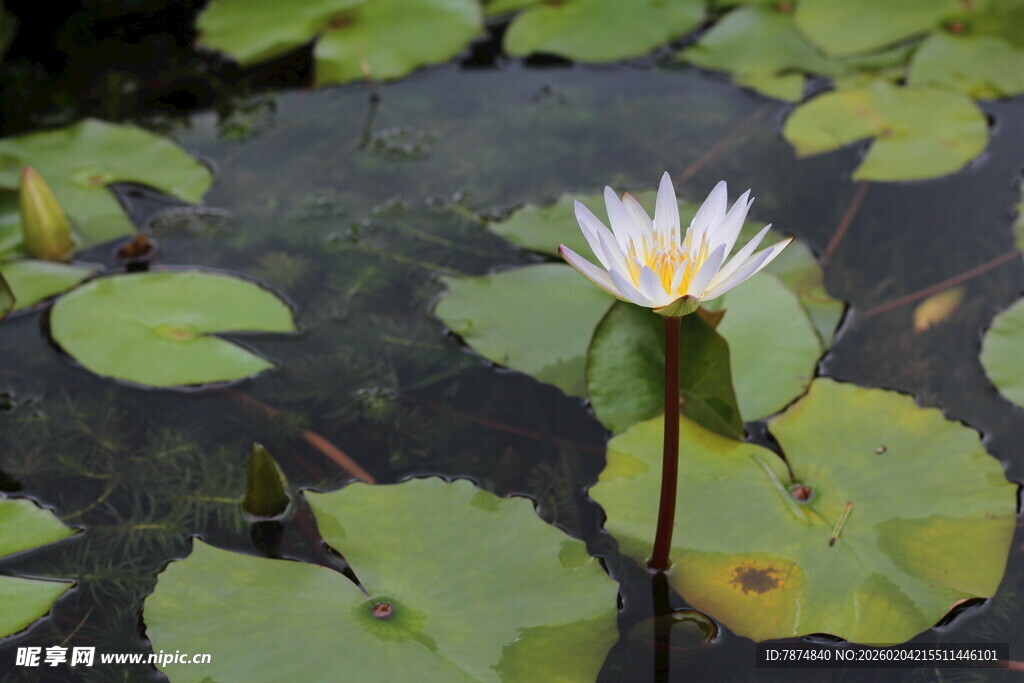 水中绽放的美丽白睡莲