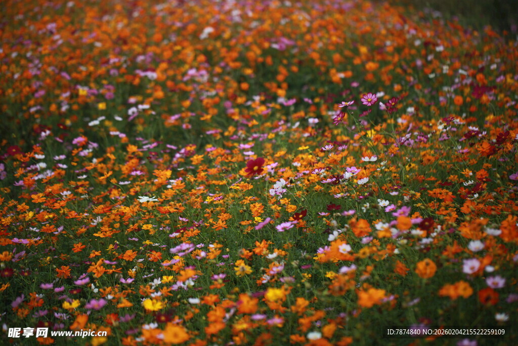 缤纷花海 绽放自然之美