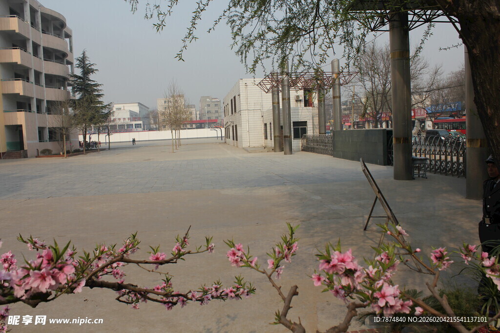 春日街道旁绽放的花枝