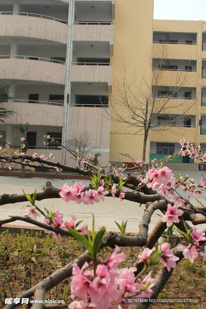校园桃花绽放美景
