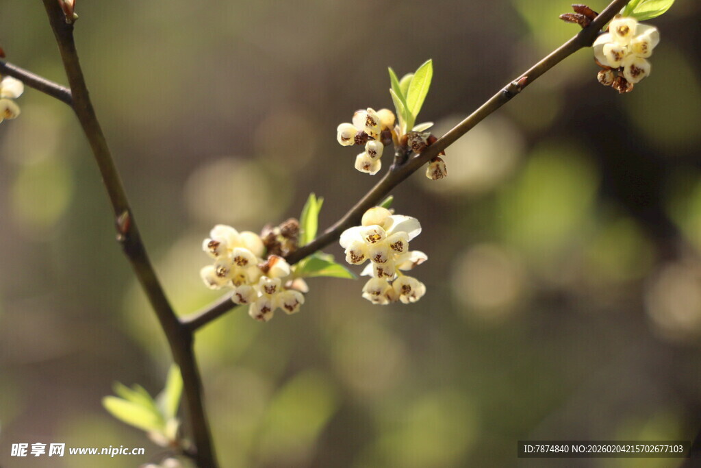 枝头绽放的白色小花