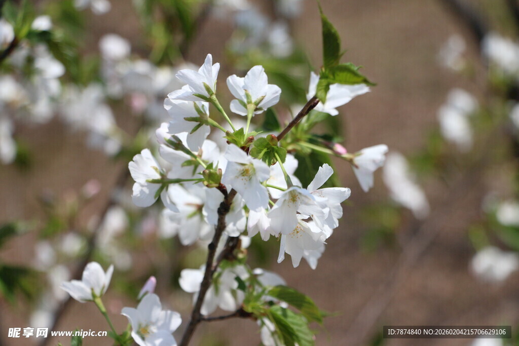 枝头绽放的白色花朵
