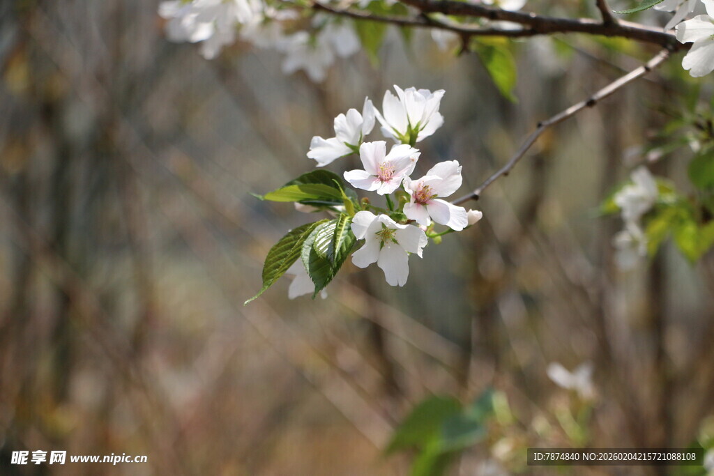 枝头绽放的白色花朵