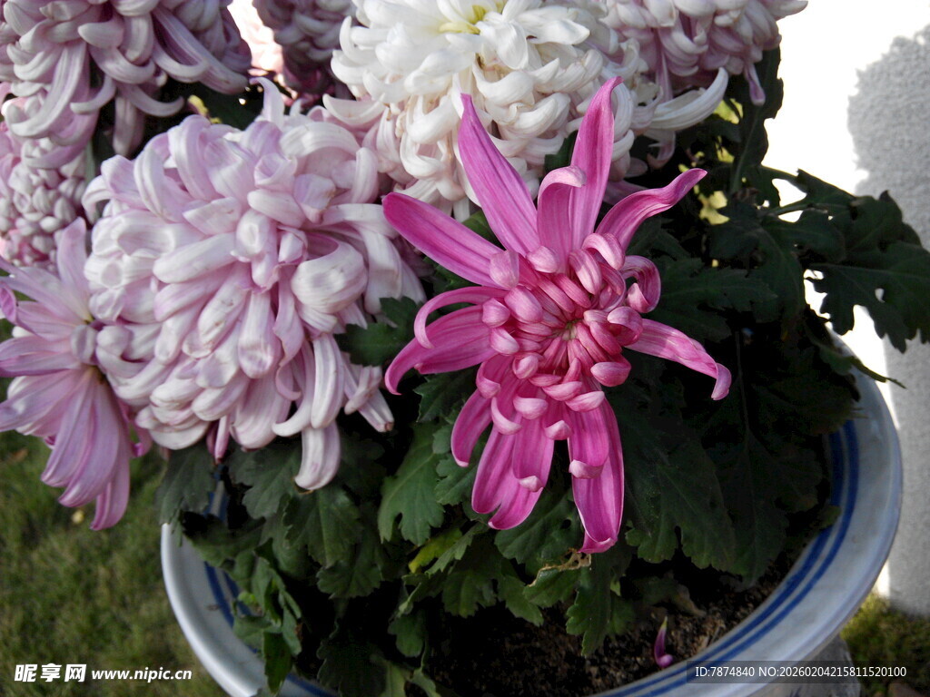 多彩菊花绽放于瓷盆中