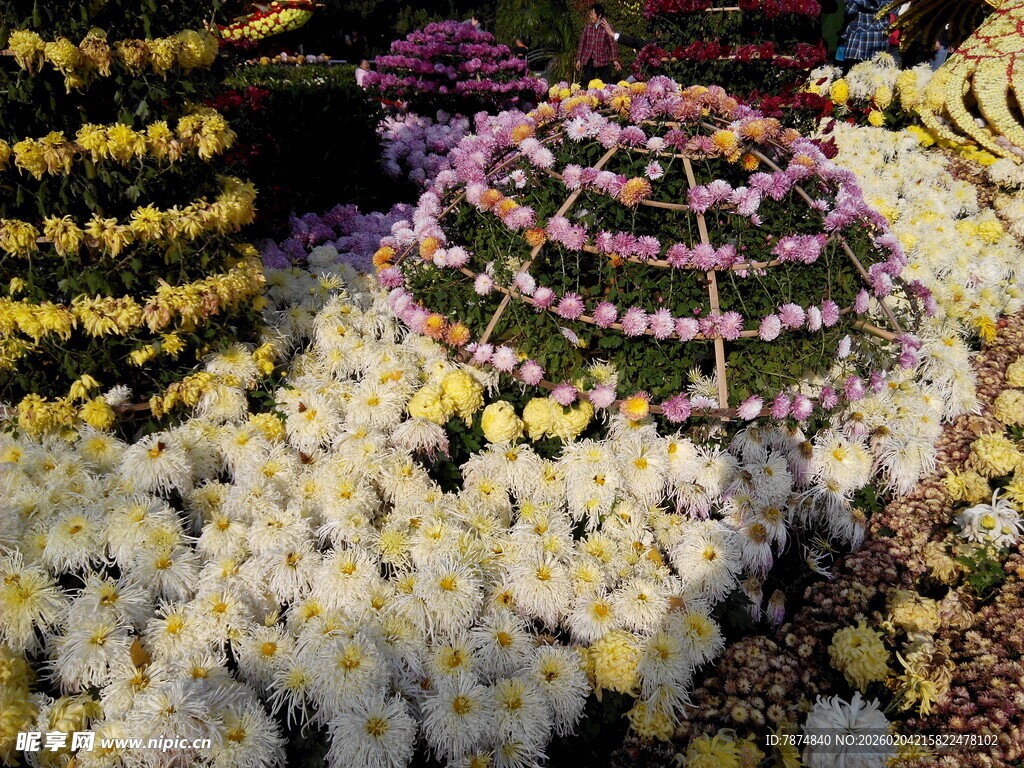 多彩菊花造型景观
