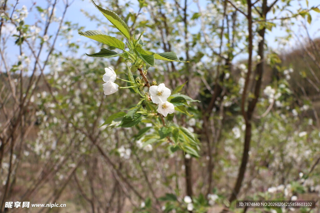春日繁花盛开的树木