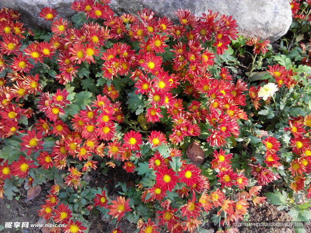 鲜艳多彩的秋菊绽放