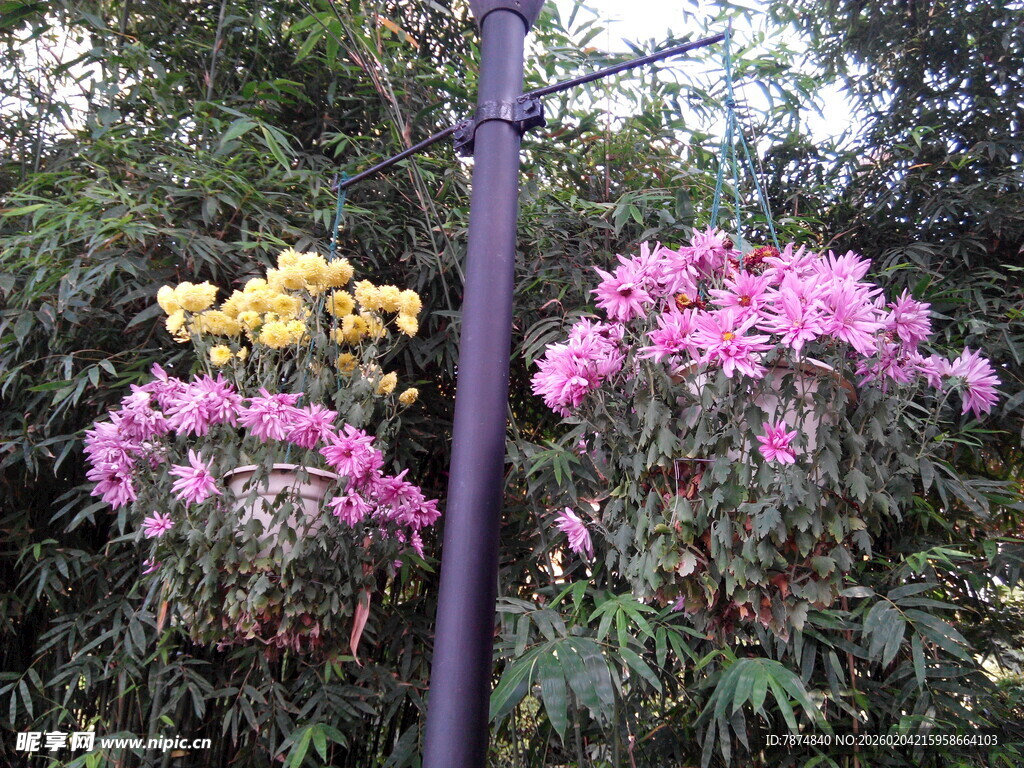 繁花绽放于枝头