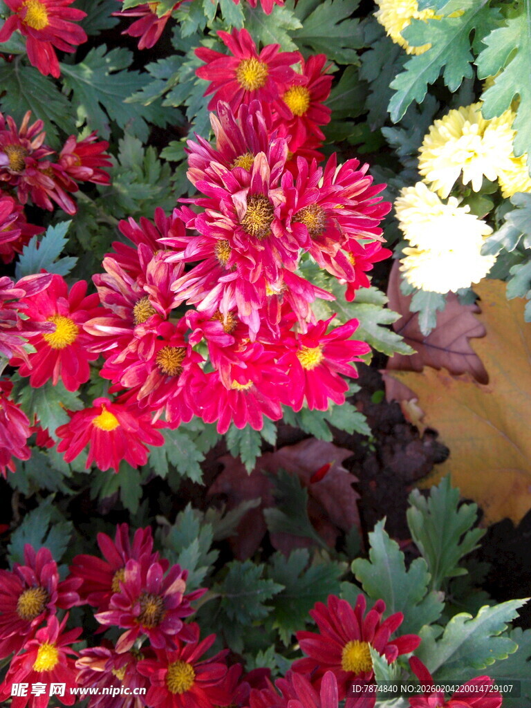 艳丽多彩菊花绽放