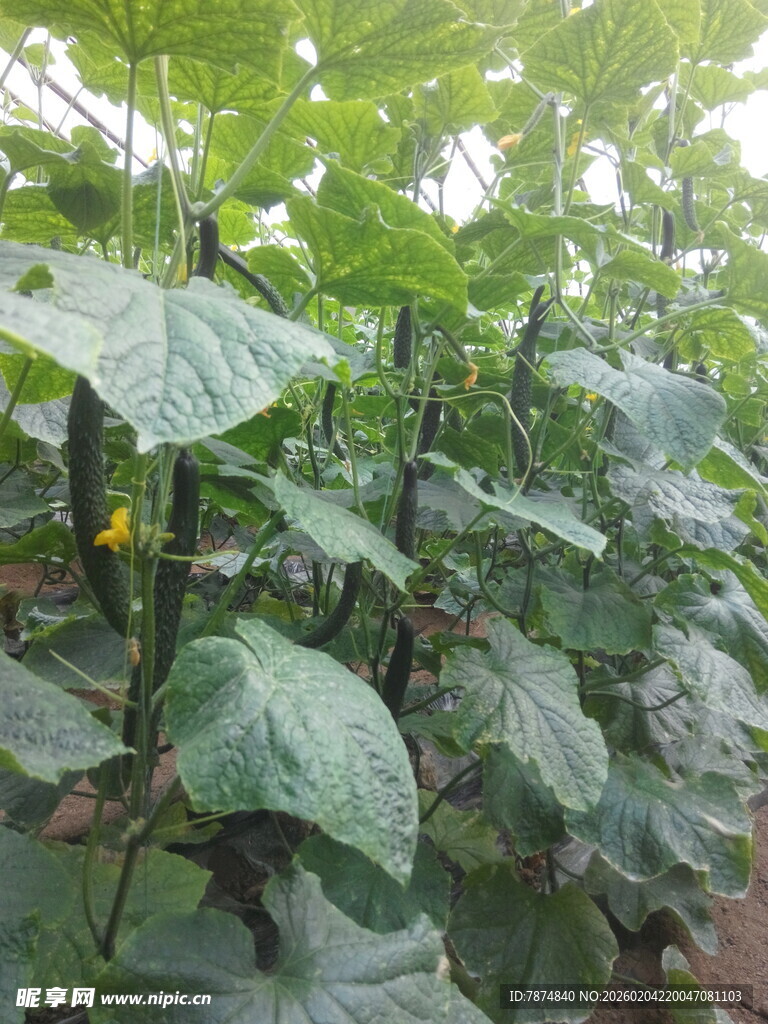 繁茂的黄瓜植株