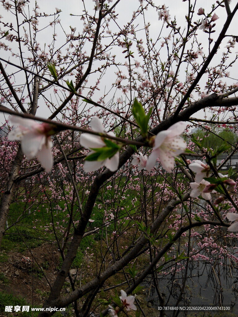 枝头绽放的粉嫩桃花