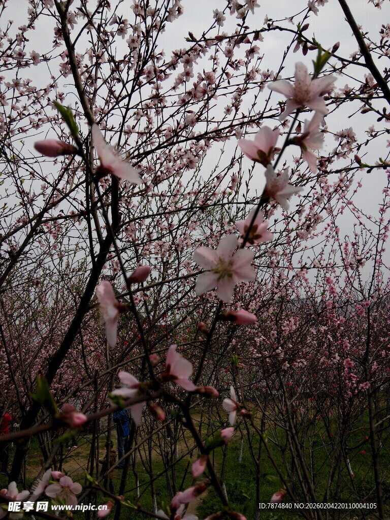 春日繁花盛开的桃林