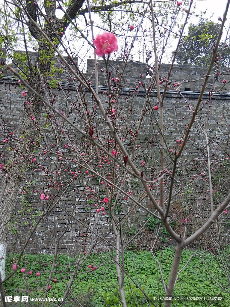 墙边绽放的娇艳红花朵