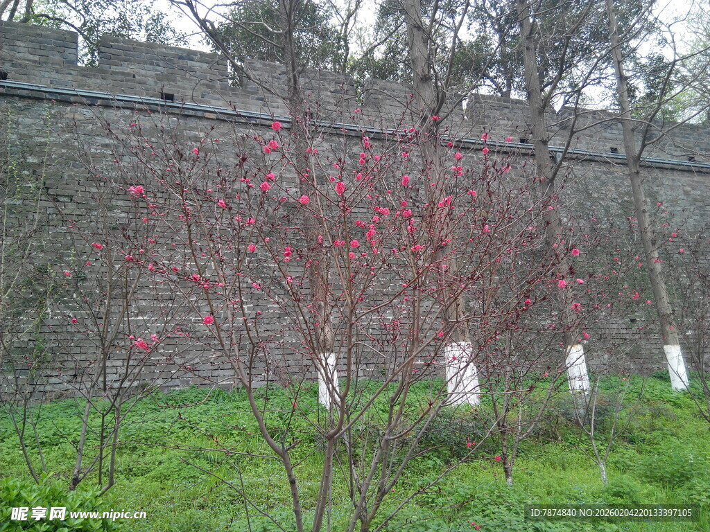 墙边绽放的红枝绿植