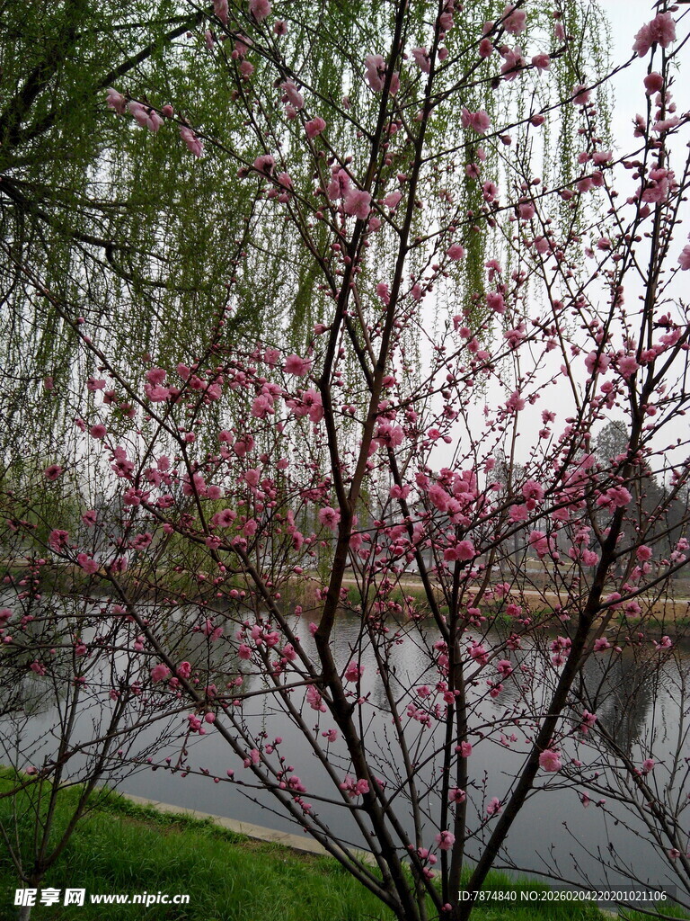 河畔柳粉相映春景