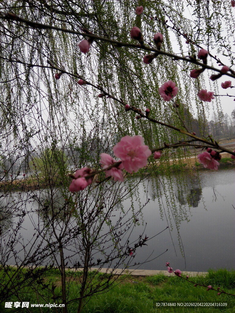 湖畔柳垂粉花映美景
