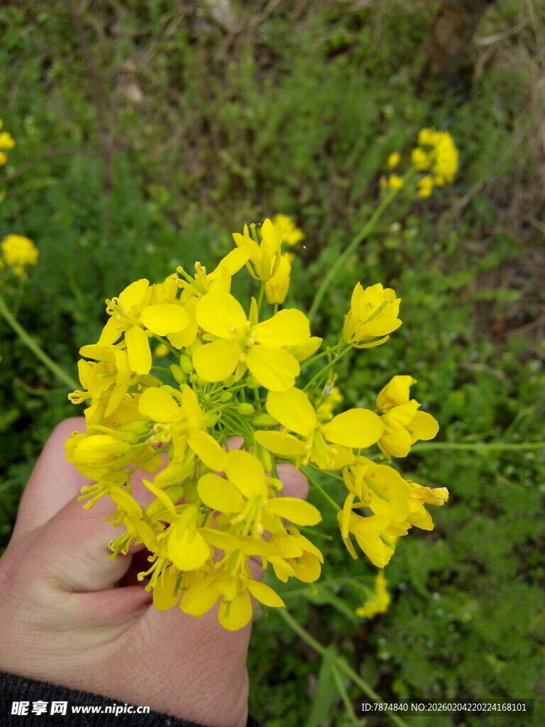 手捧黄色小花