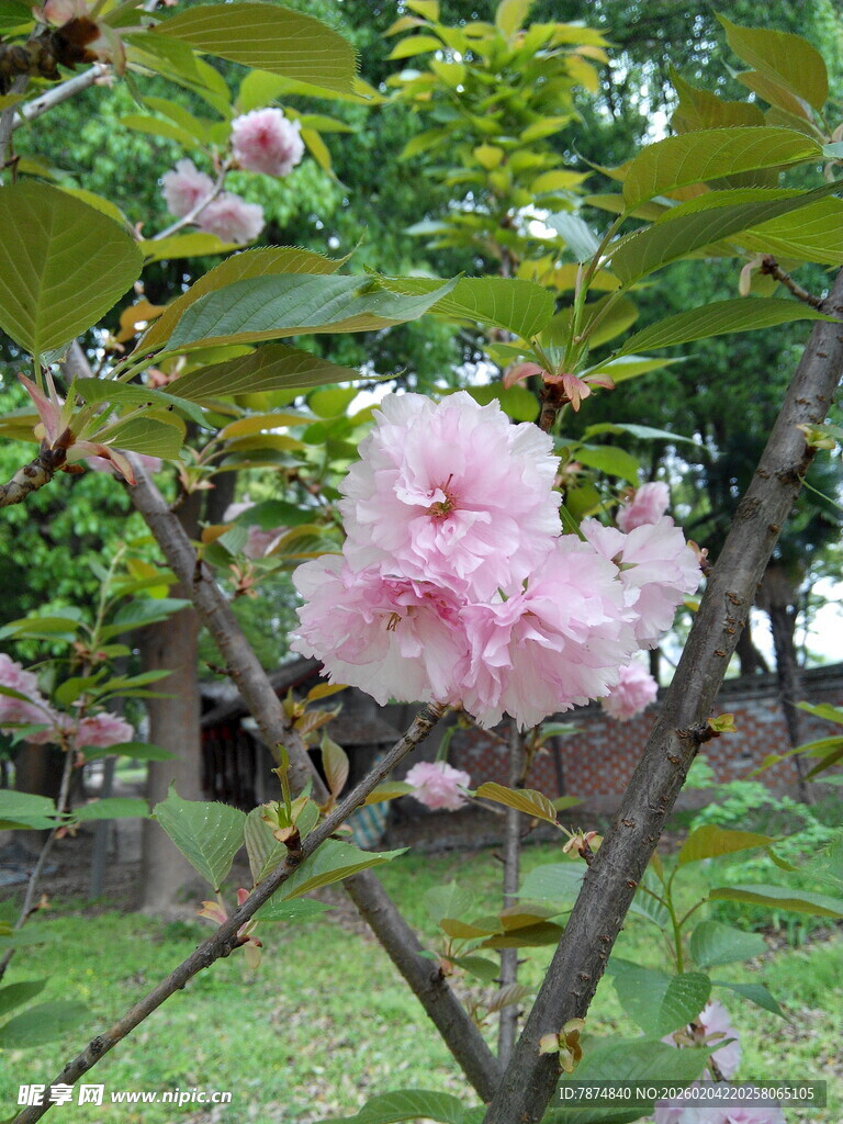 枝头绽放的粉嫩樱花