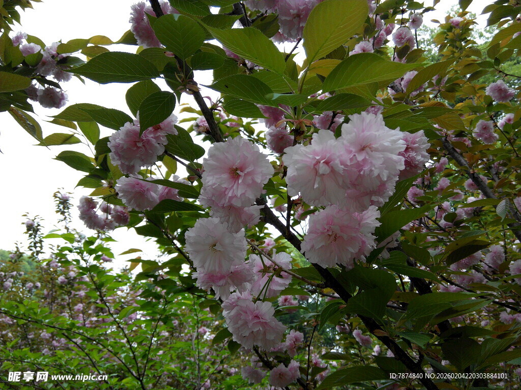 枝头绽放的粉嫩樱花