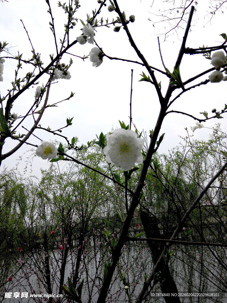 湖畔枝头绽放的洁白花朵