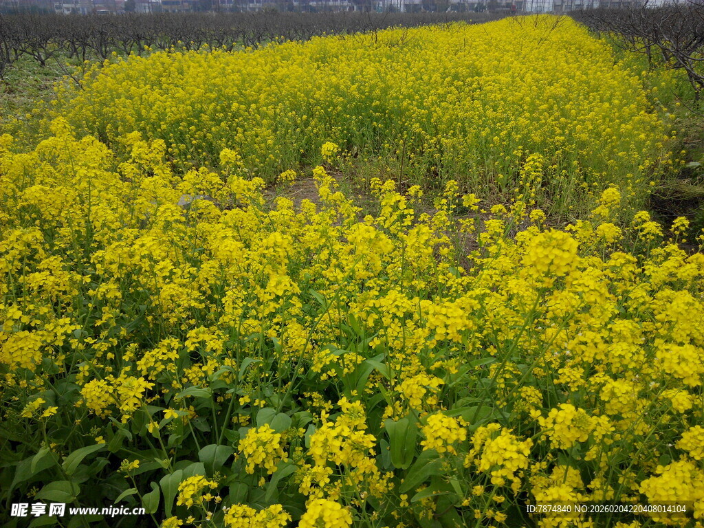 金黄油菜花田美景