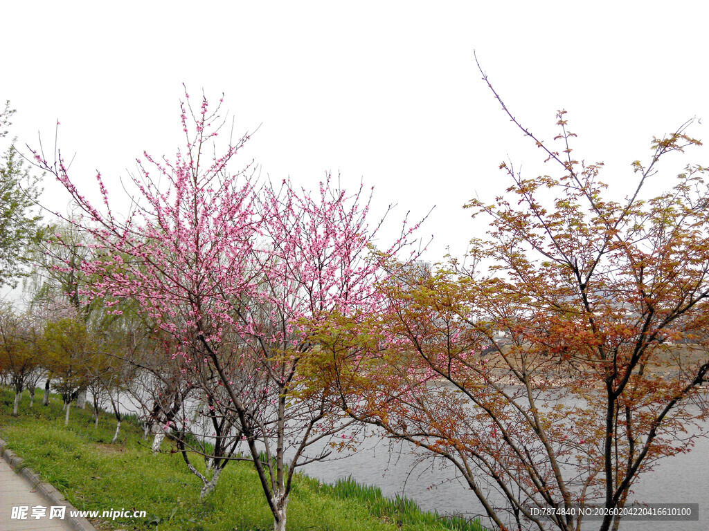 河畔烂漫花枝绽放