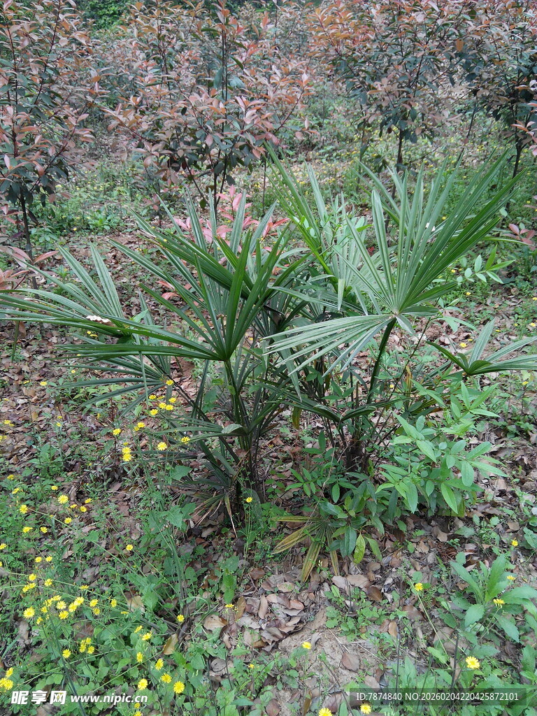 野外生长的绿色植物