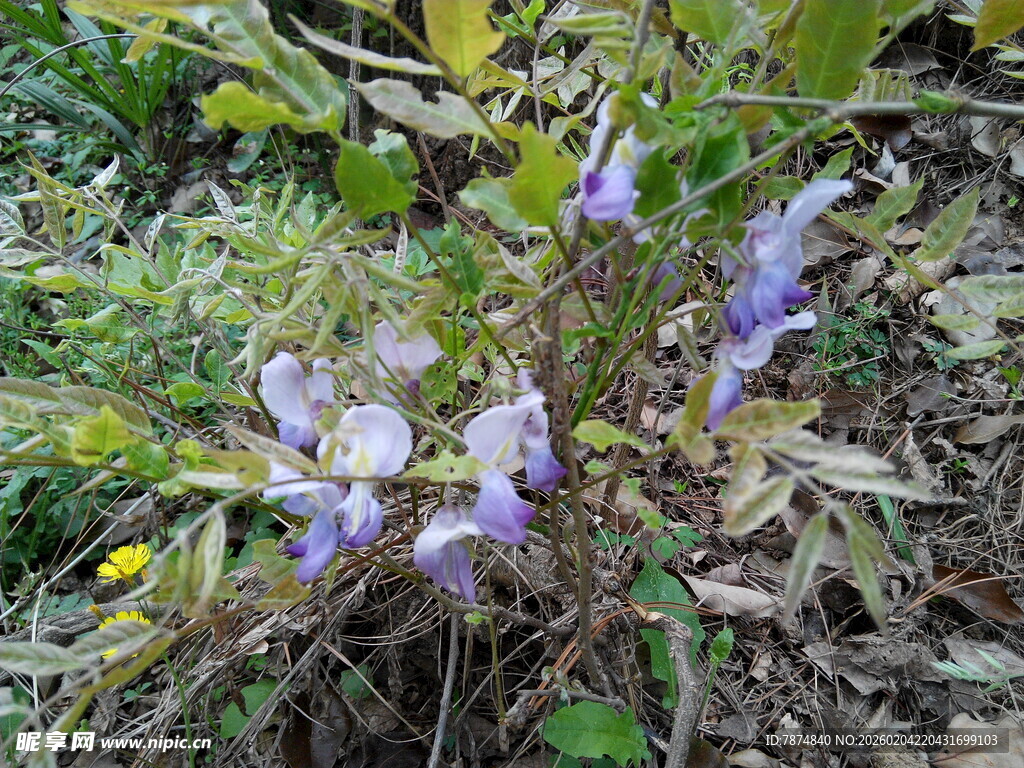 野外紫色小花绽放
