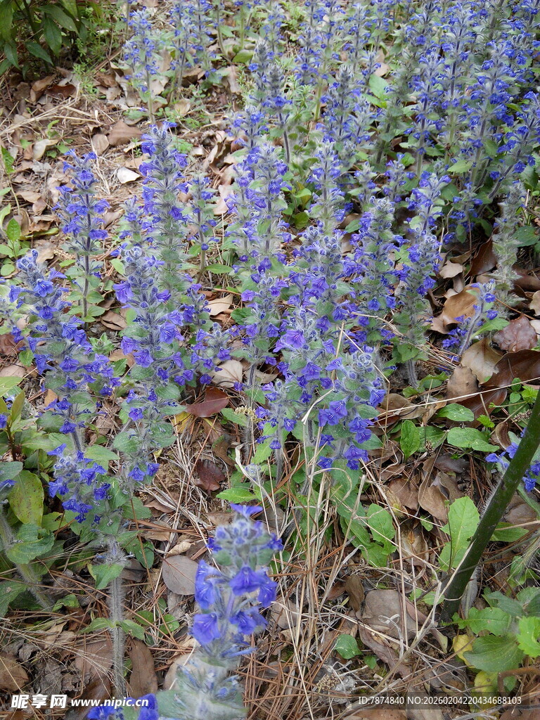 蓝紫色小花绽放于草地