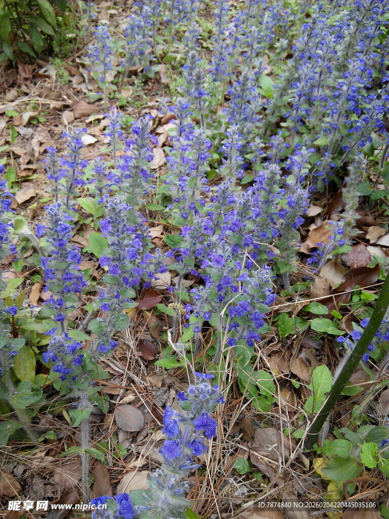 蓝紫色花丛绽放于地面