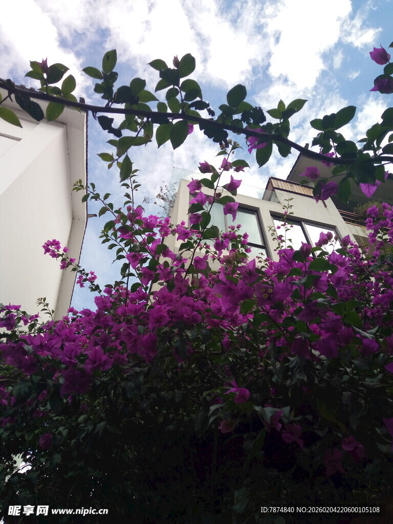 庭院绽放的艳丽三角梅