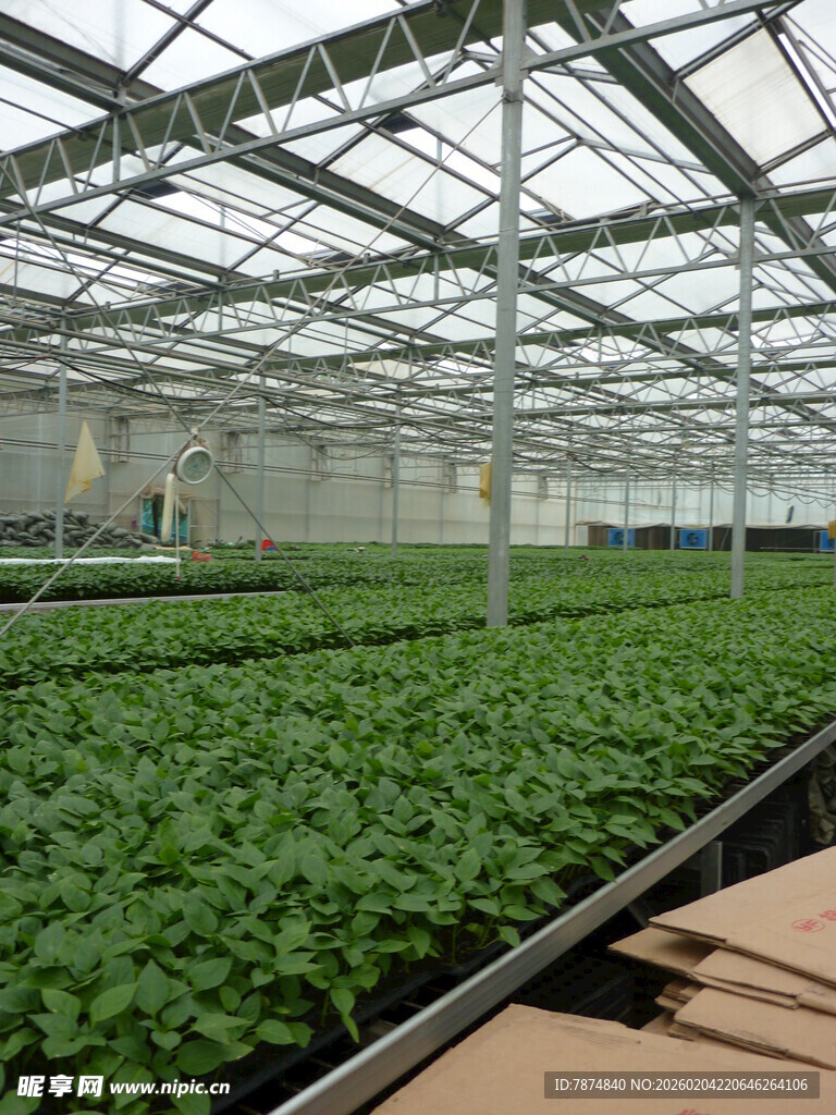 现代化温室蔬菜种植景观