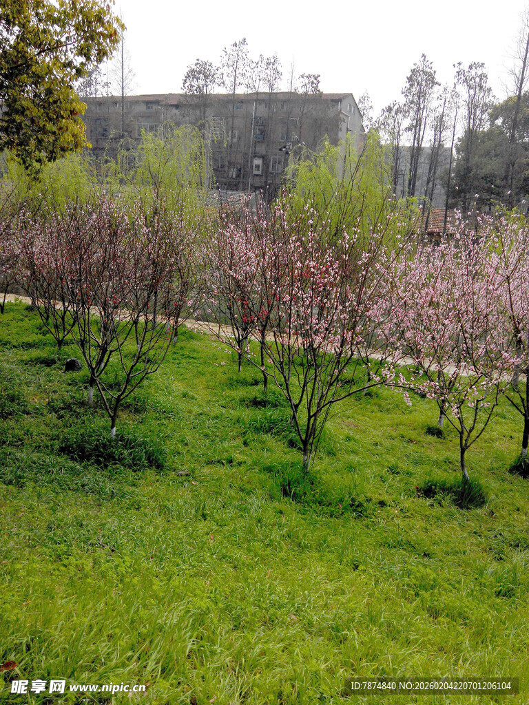 春日桃林 绿意盎然的美景