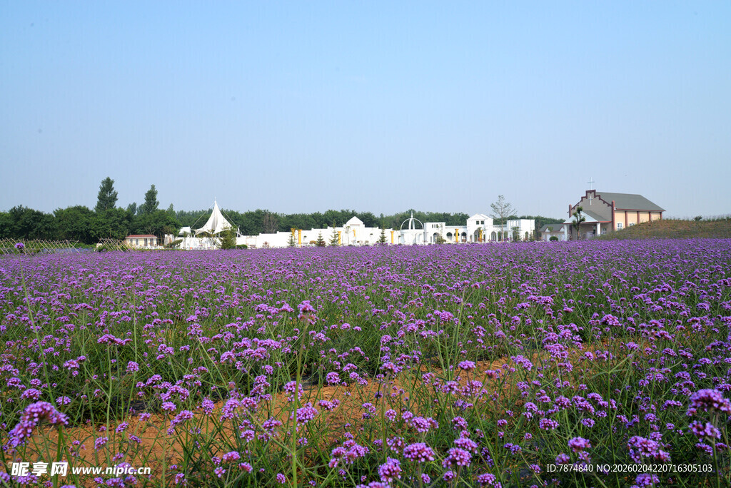 紫色花田与远处建筑景观