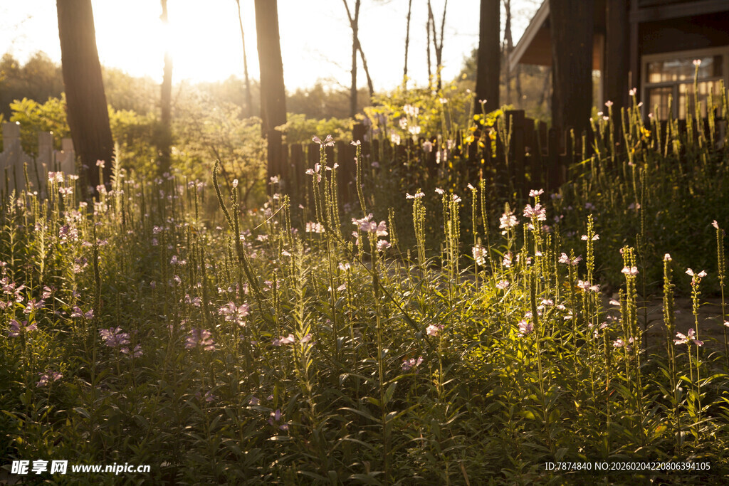 阳光洒落的烂漫花草景观