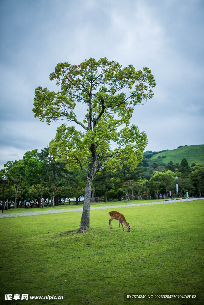 日本草原孤树旁的骏马