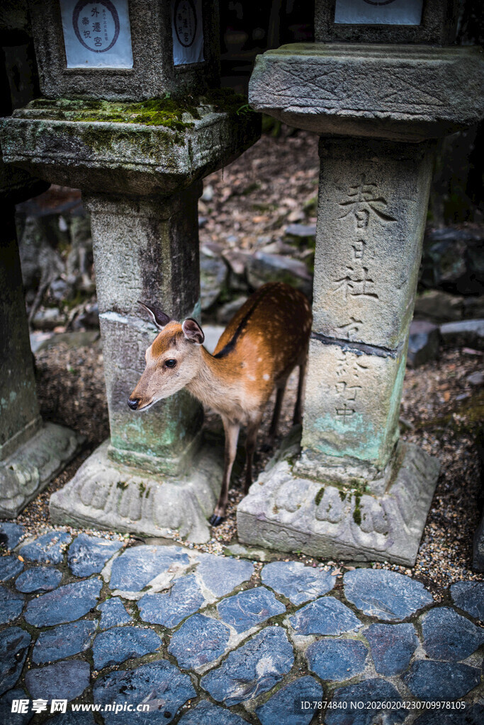 日本石间狐狸的神秘瞬间