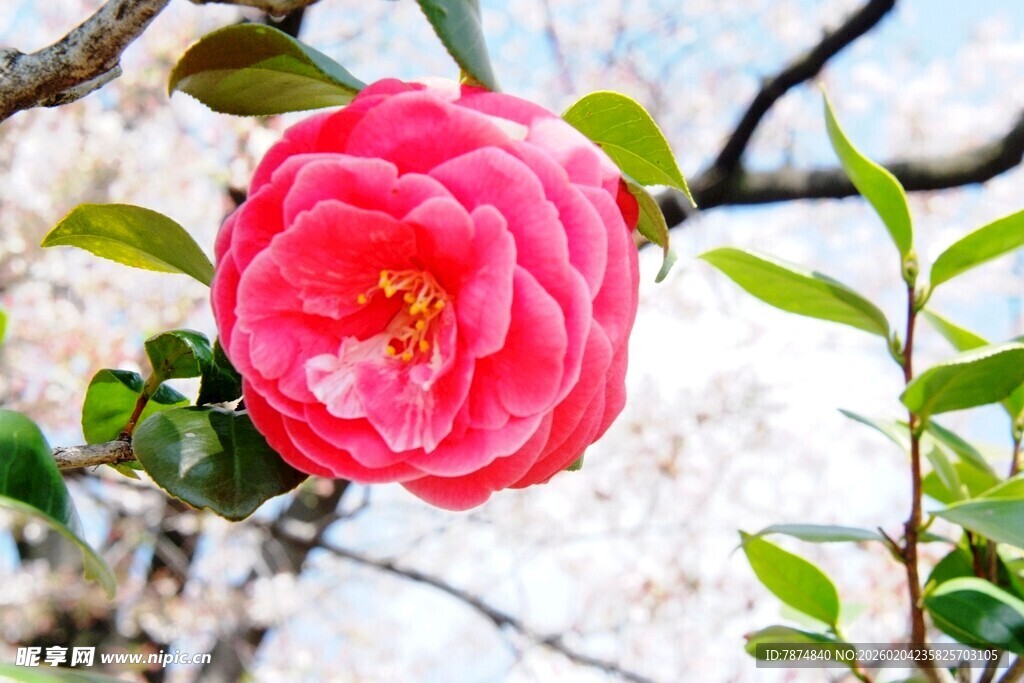 日本娇艳盛开的粉红色山茶花