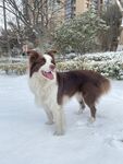 雪地里的边牧犬