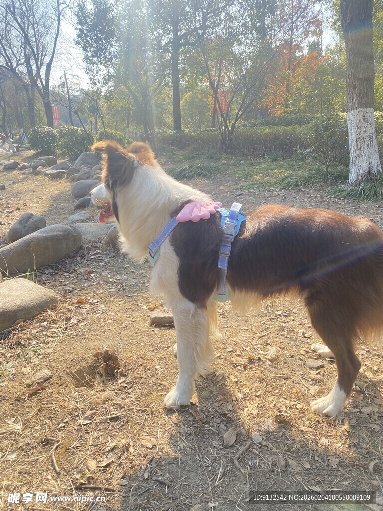 户外站立的可爱边牧犬