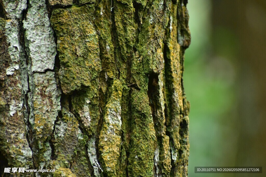 树皮纹理特写