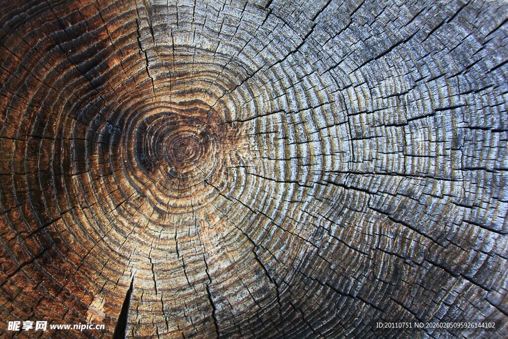 树桩年轮