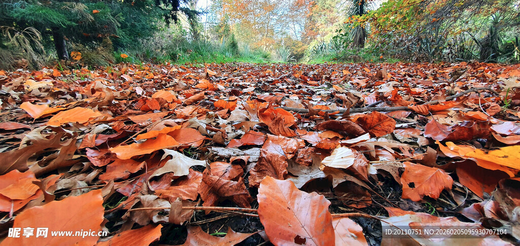 秋日地面落叶