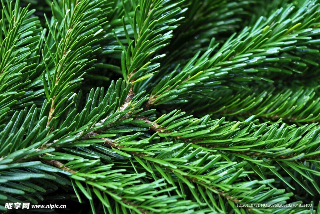松针特写