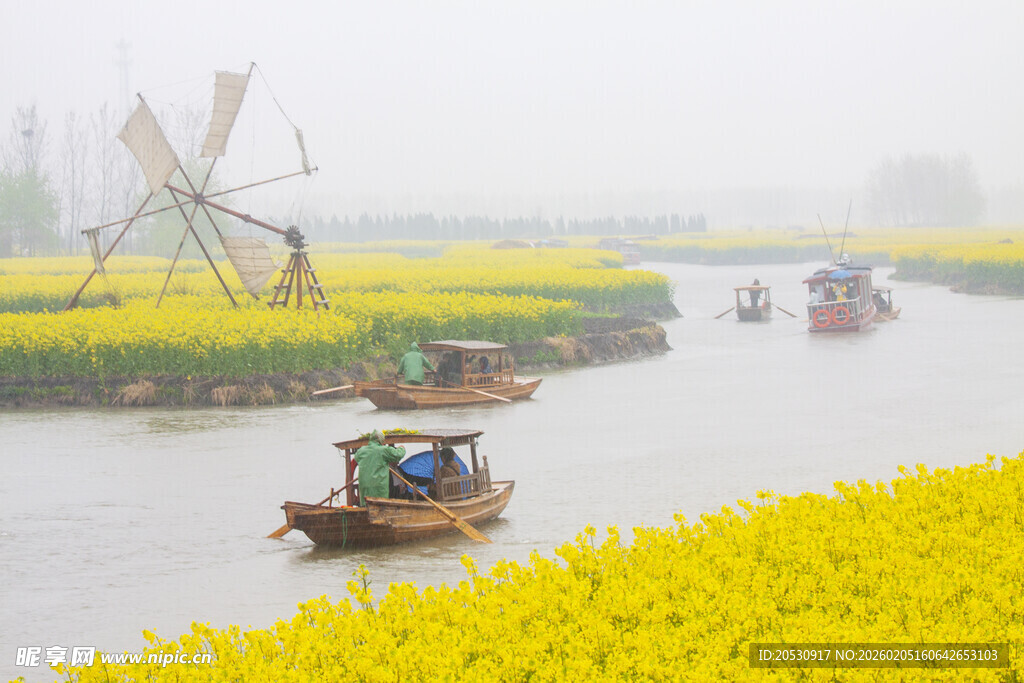 江苏兴化千垛油菜花风光